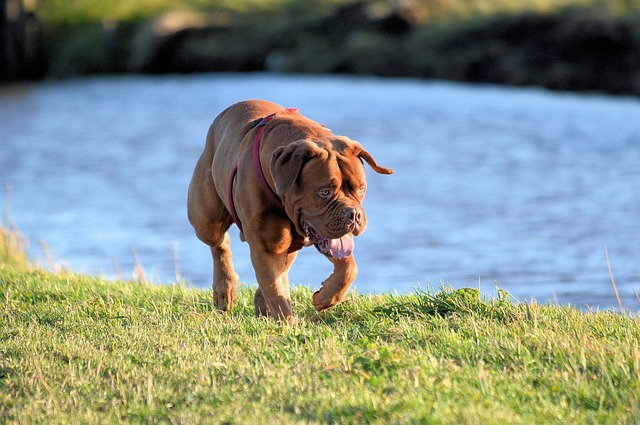 dog training