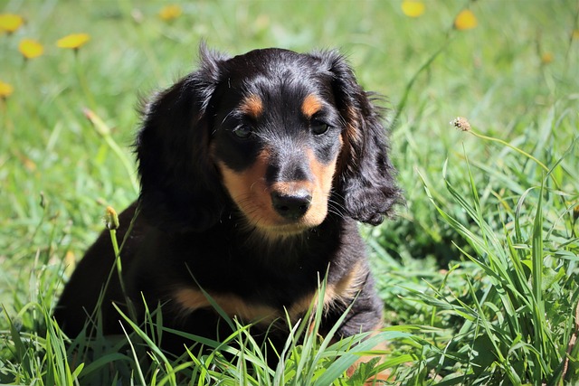 miniature dachshund