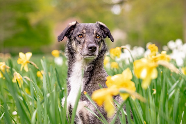 犬の涙やけ：原因と対策を徹底解説！効果的なケア方法とは？